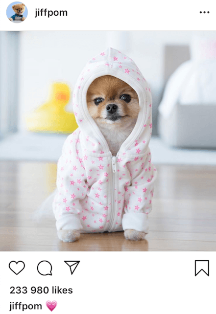 Top Pet Influencers on Instagram AD 2018