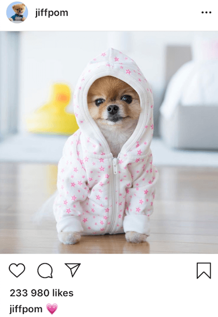 Jiffpom instagram post