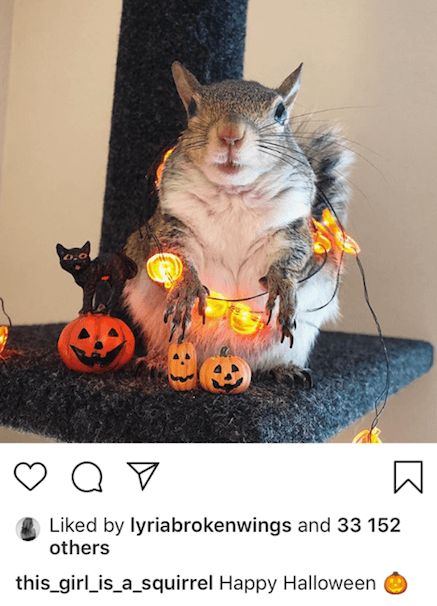 Jill The Squirrel instagram post
