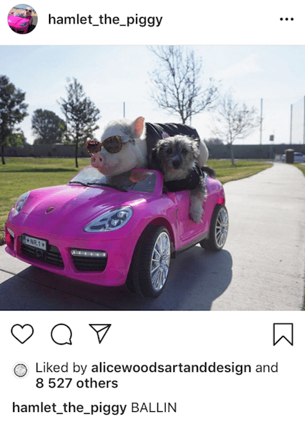 Hamlet the Piggy instagram post