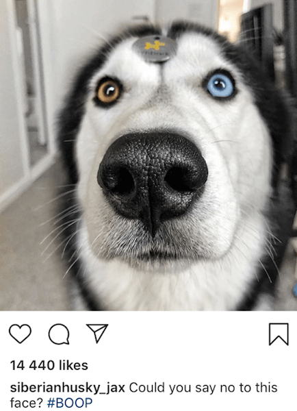 Jax the Siberian Husky instagram post