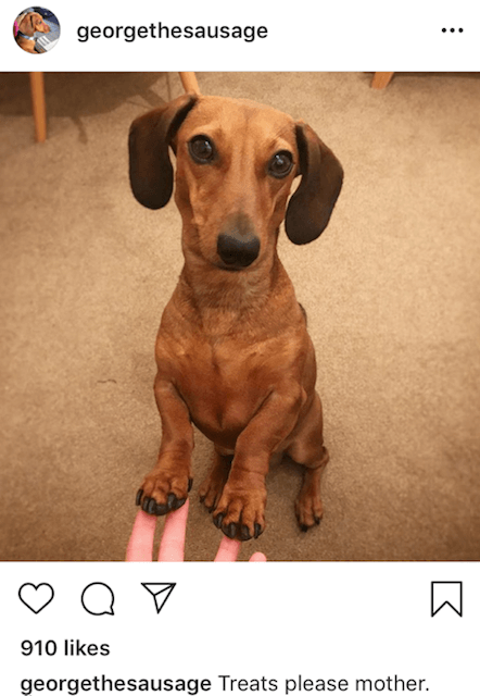 George the Sausage instagram post