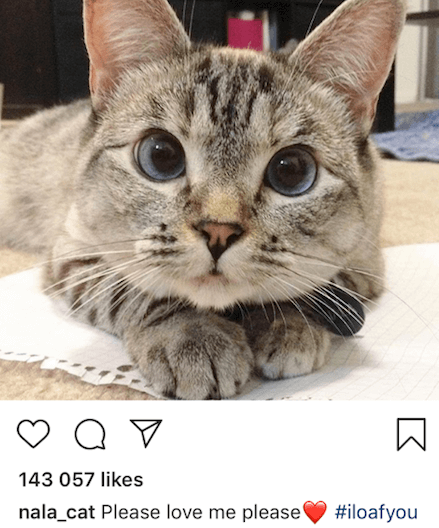 Nala cat instagram post