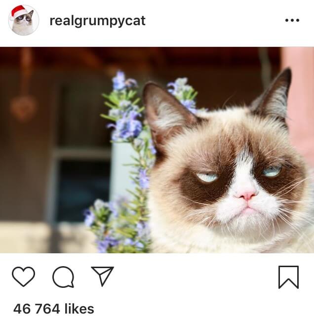 real grumpy cat instagram post