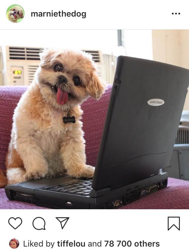 Marnie the dog instagram post