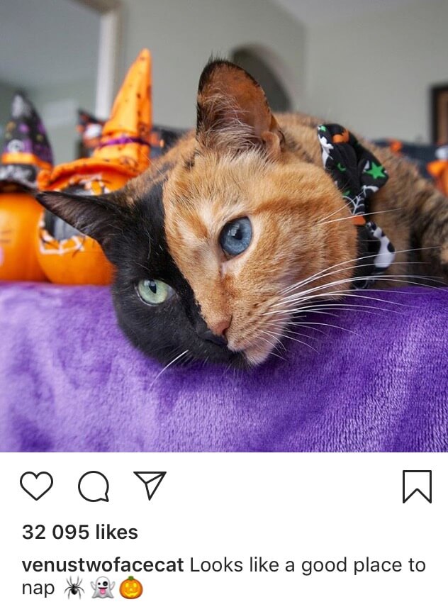 Venus two face cat instagram post