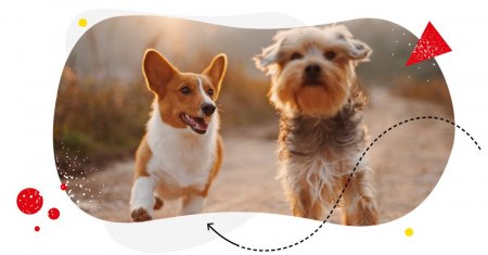 How to Start a Pet Store Online With the Help of Instagram