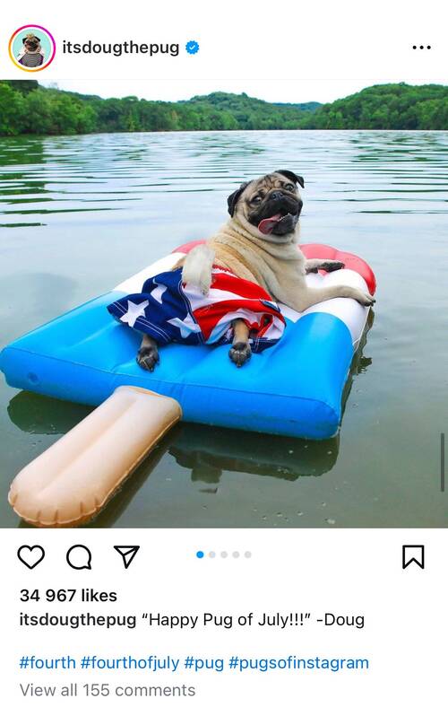 Instagram captions - Dog Instagram captions