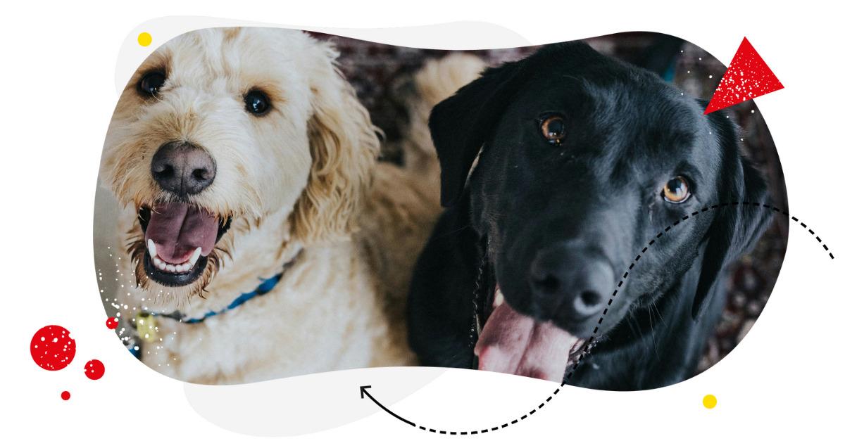 240-best-dog-captions-for-instagram-for-2025