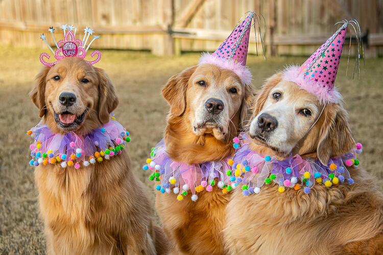 Birthday captions for Instagram - Dog Birthday Captions for Instagram