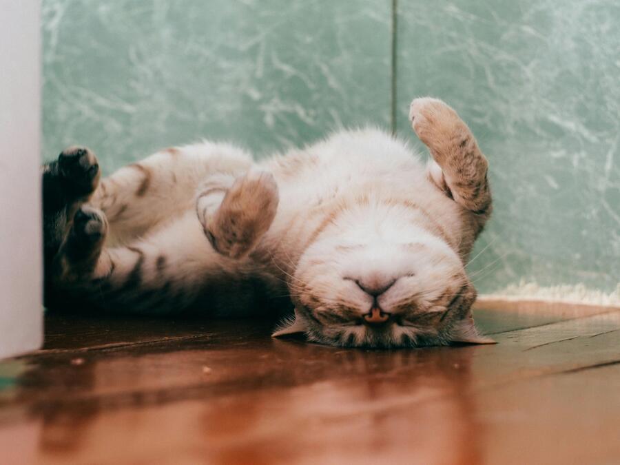 Funny Instagram captions - Funny Cat Captions for Instagram