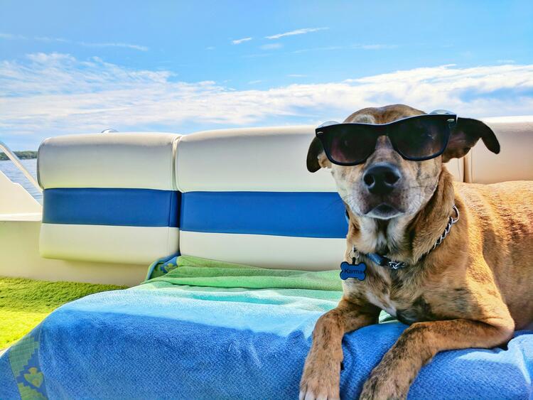 Summer Instagram captions - Summer Instagram Captions for Dogs