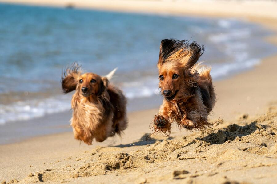 Beach captions for Instagram - Dog Beach Captions for Instagram