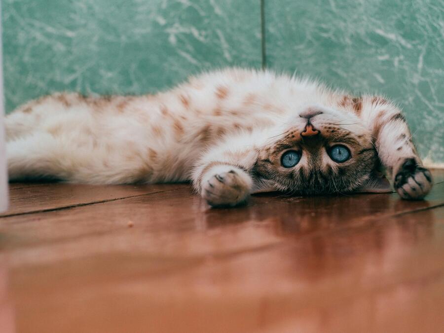 Cat captions - Baddie Cat Captions