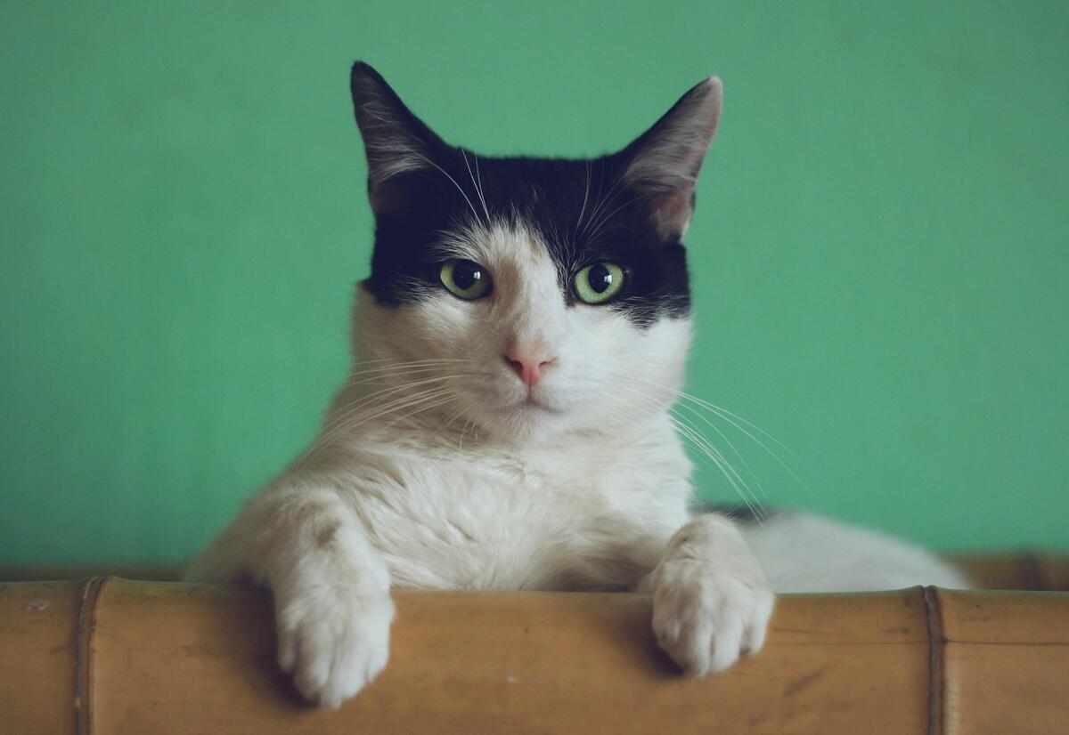 Cat captions - Best Cat Captions for Instagram