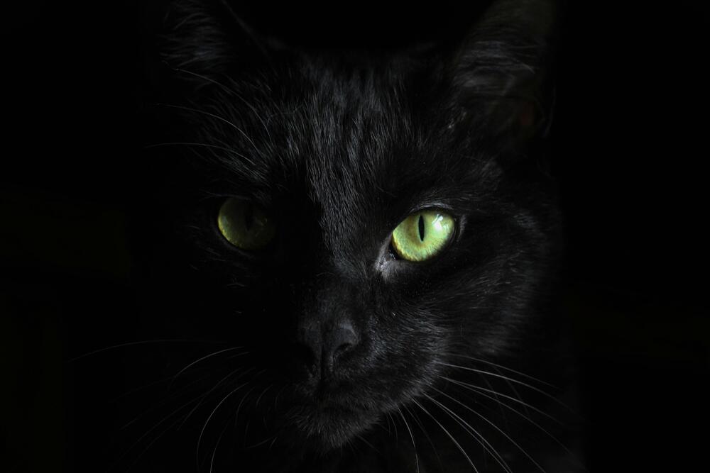 Cat captions - Black Cat Captions for Instagram