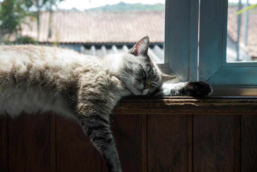 Cat captions - Captions for Cat Reels
