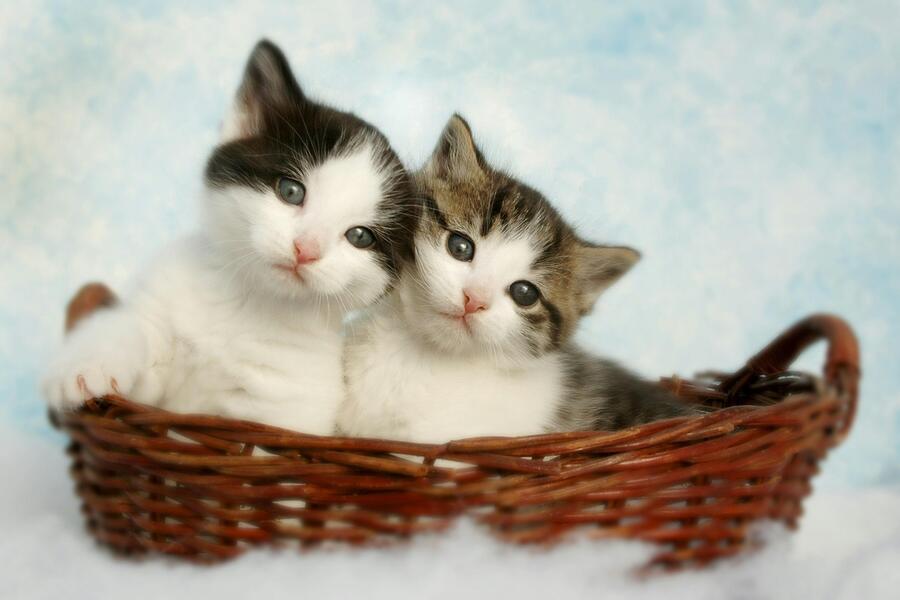 Cat captions - Cat Captions Inspired by Movies