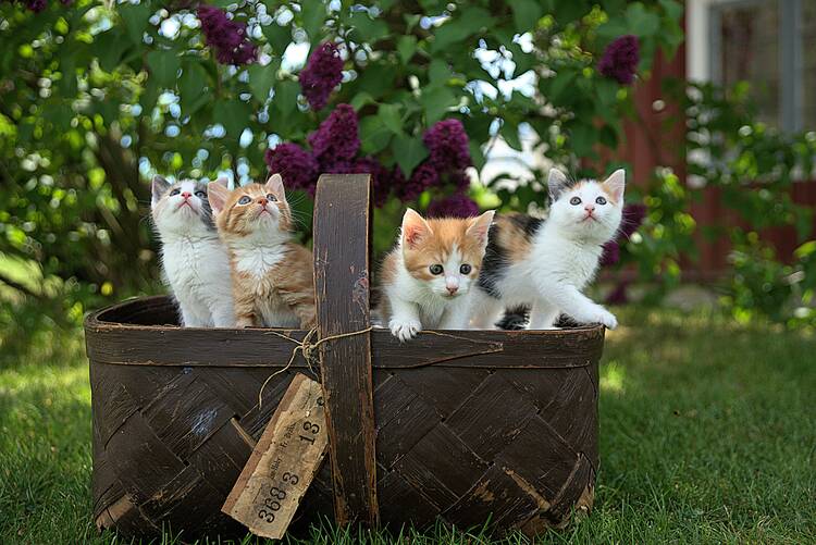 Cat captions - Cat Dump Captions