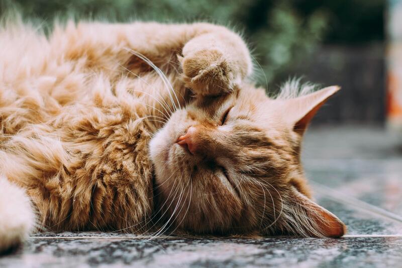 Cat captions - Cute Cat Captions for Instagram