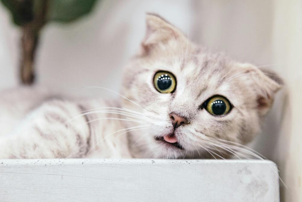 Cat captions - Famous Quotes About Cats