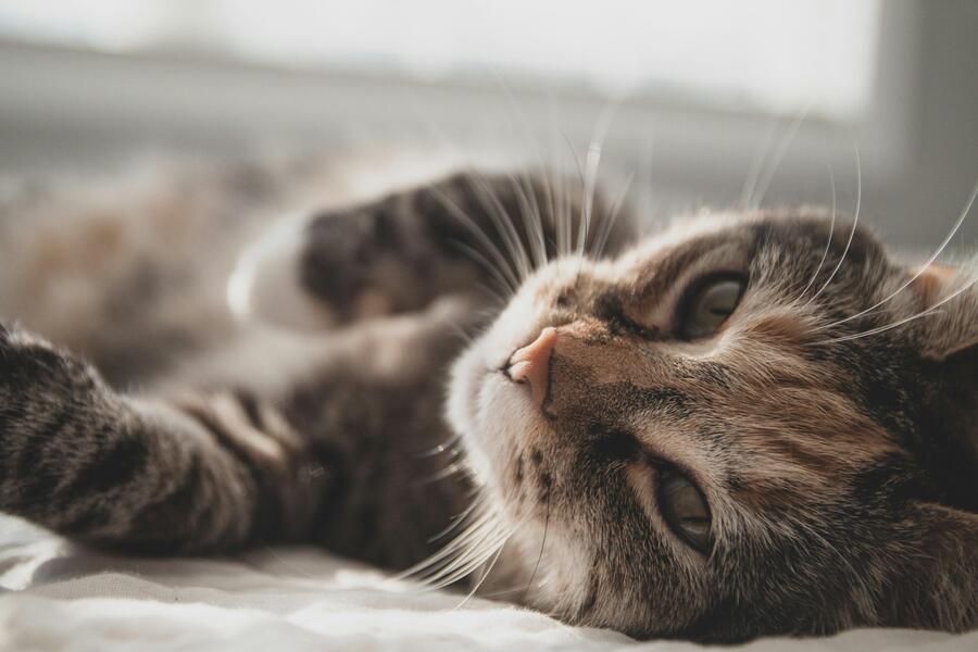 Cat captions - Instagram Captions for Cat Selfies