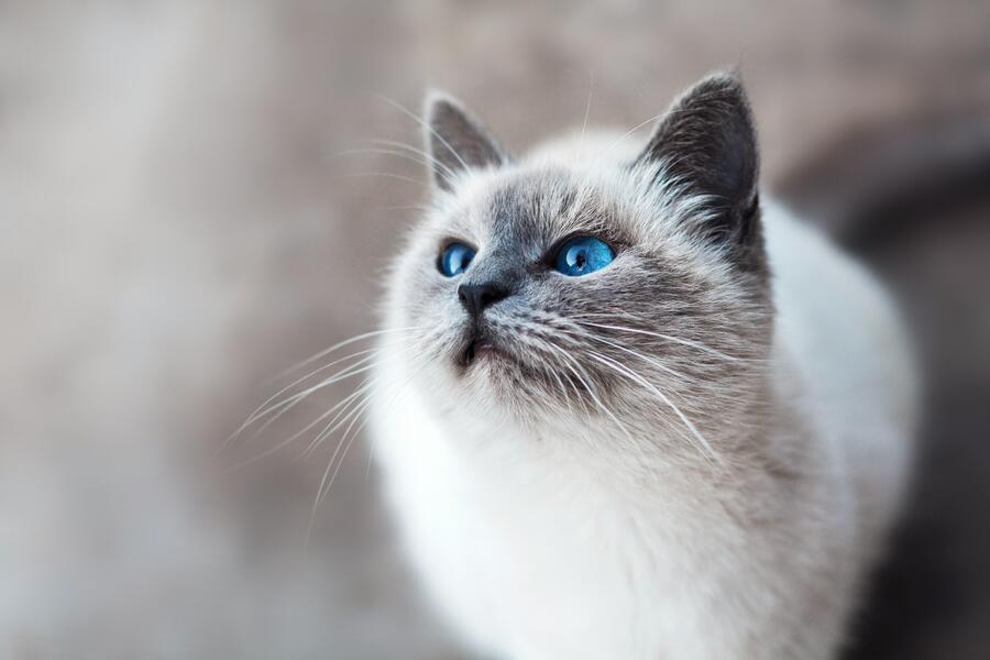 Cat captions - Short Cat Captions for Instagram