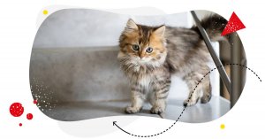 300 Best Cat Captions for Instagram You’ll Love