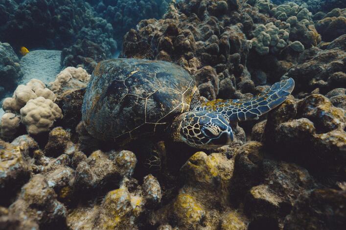Sea captions for Instagram - Sea Turtle Captions for Instagram