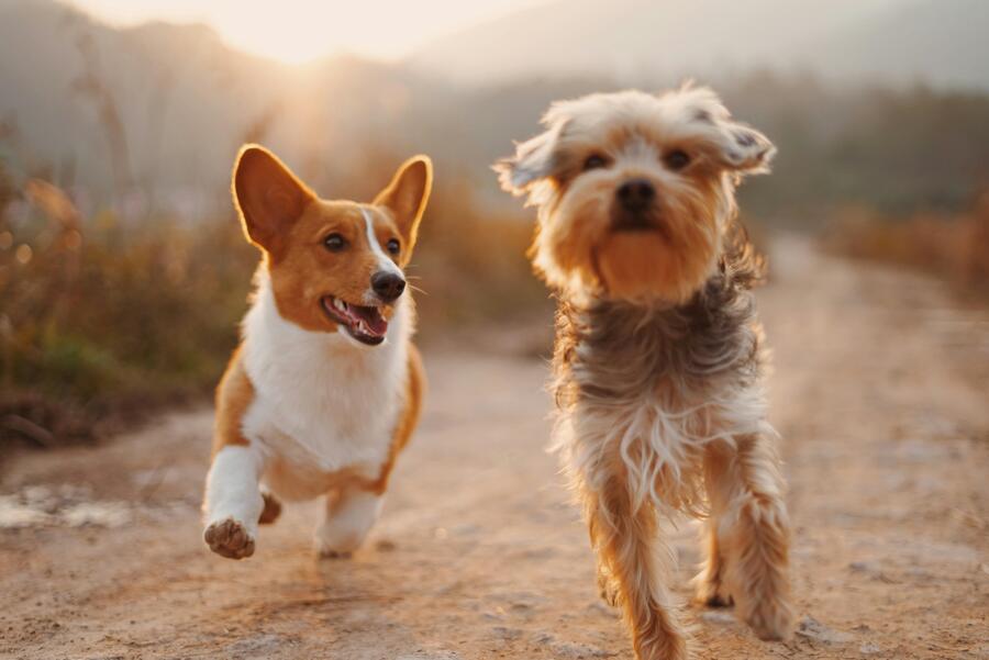 Friday captions for Instagram - Friday Instagram Captions for Dogs