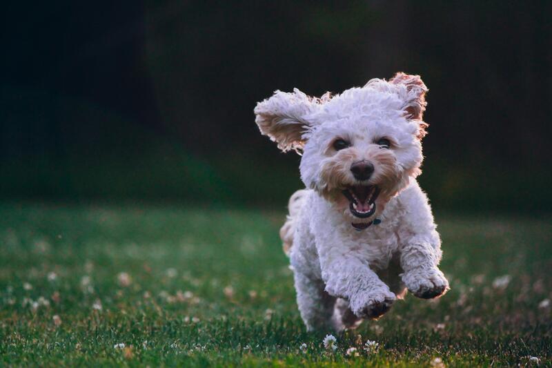 Monday Captions - Monday Instagram Captions for Dogs