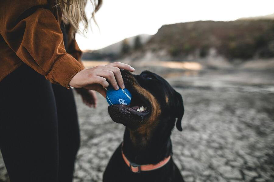 Saturday captions for Instagram - Saturday Instagram Captions for Dogs