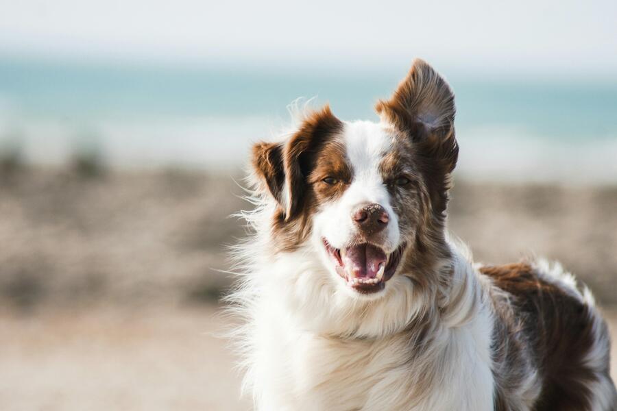 Sunday captions for Instagram - Sunday Instagram Captions for Dogs