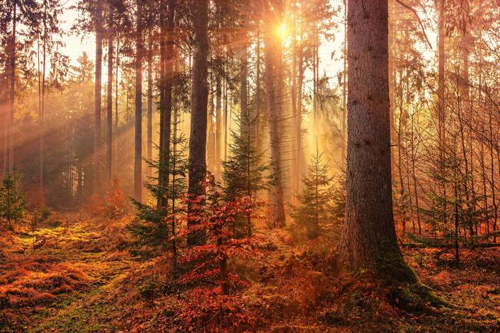 Autumn captions - Short Autumn Captions for Instagram